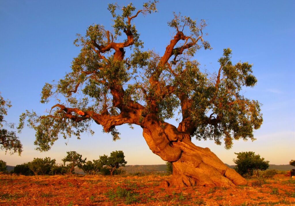 ancient olive tree