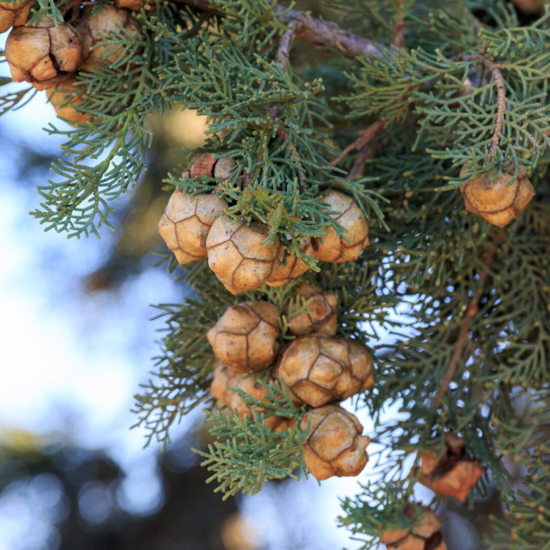 cypress cones on a tree