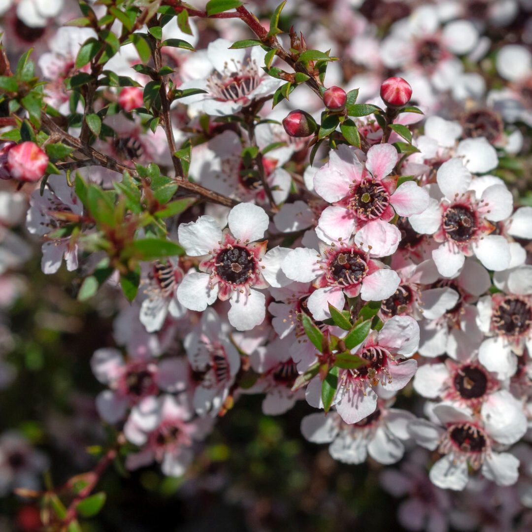 A Bunch of White and Pink Color Flowers