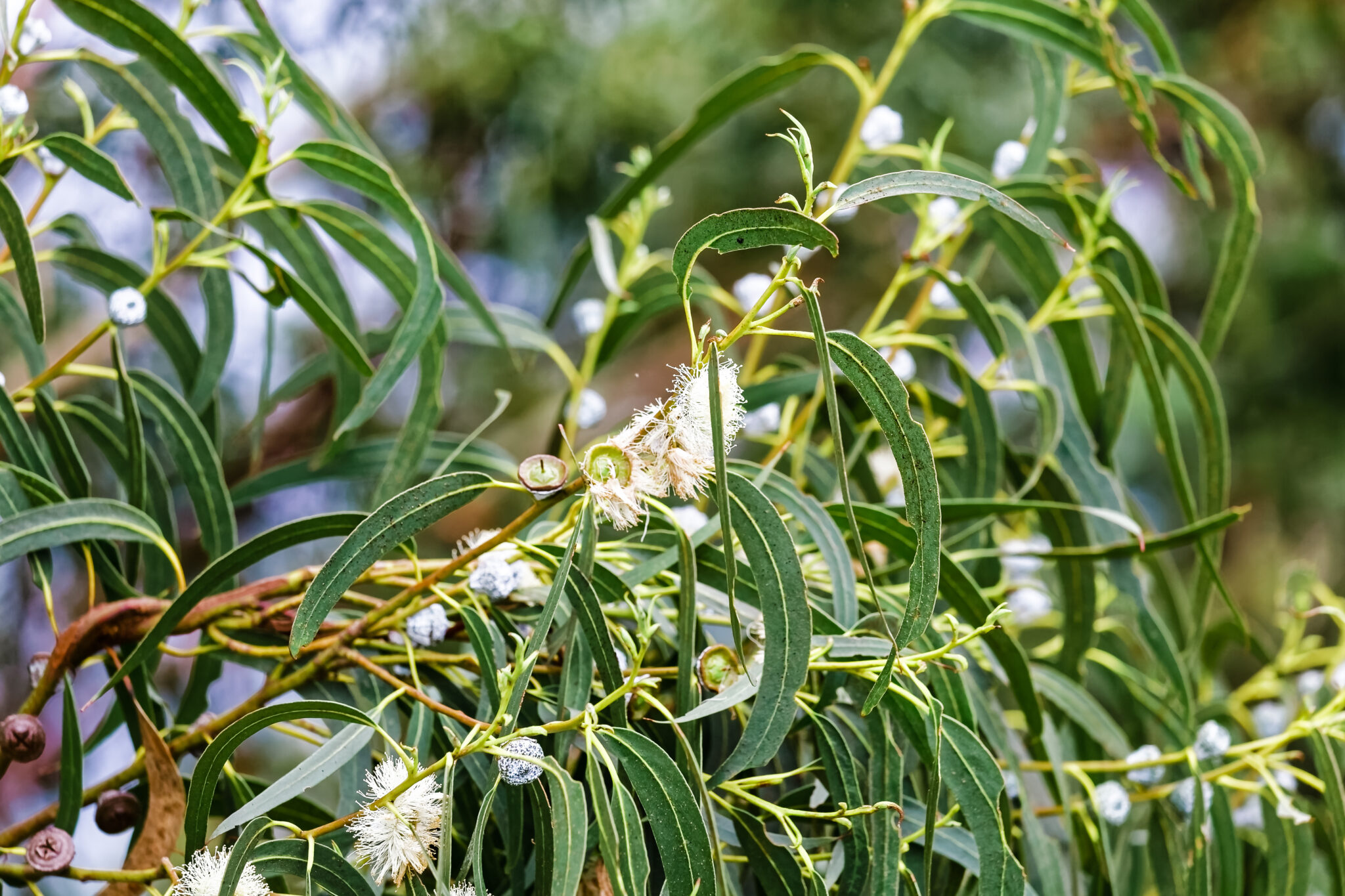 Eucalyptus globulus - Australian