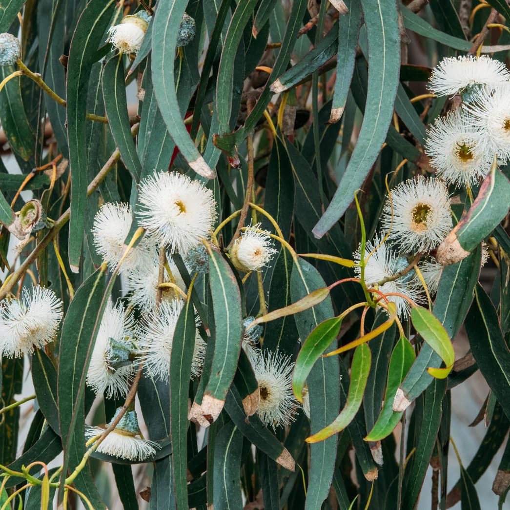 Eucalyptus globulus flowering tree