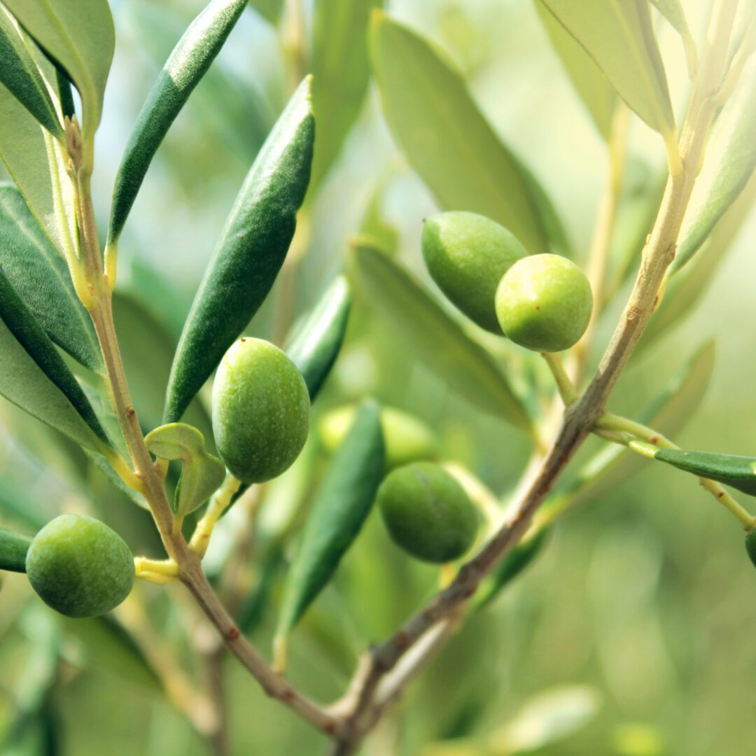 Olive branch with leaves