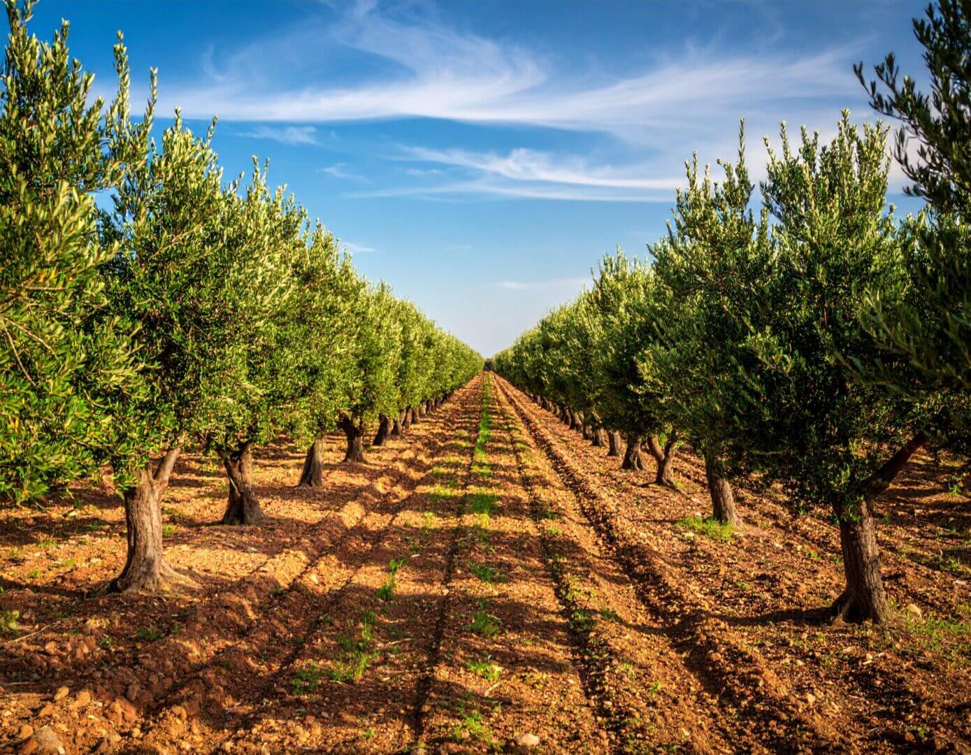 Blank gift certificate template with blue balloon design and placeholders.