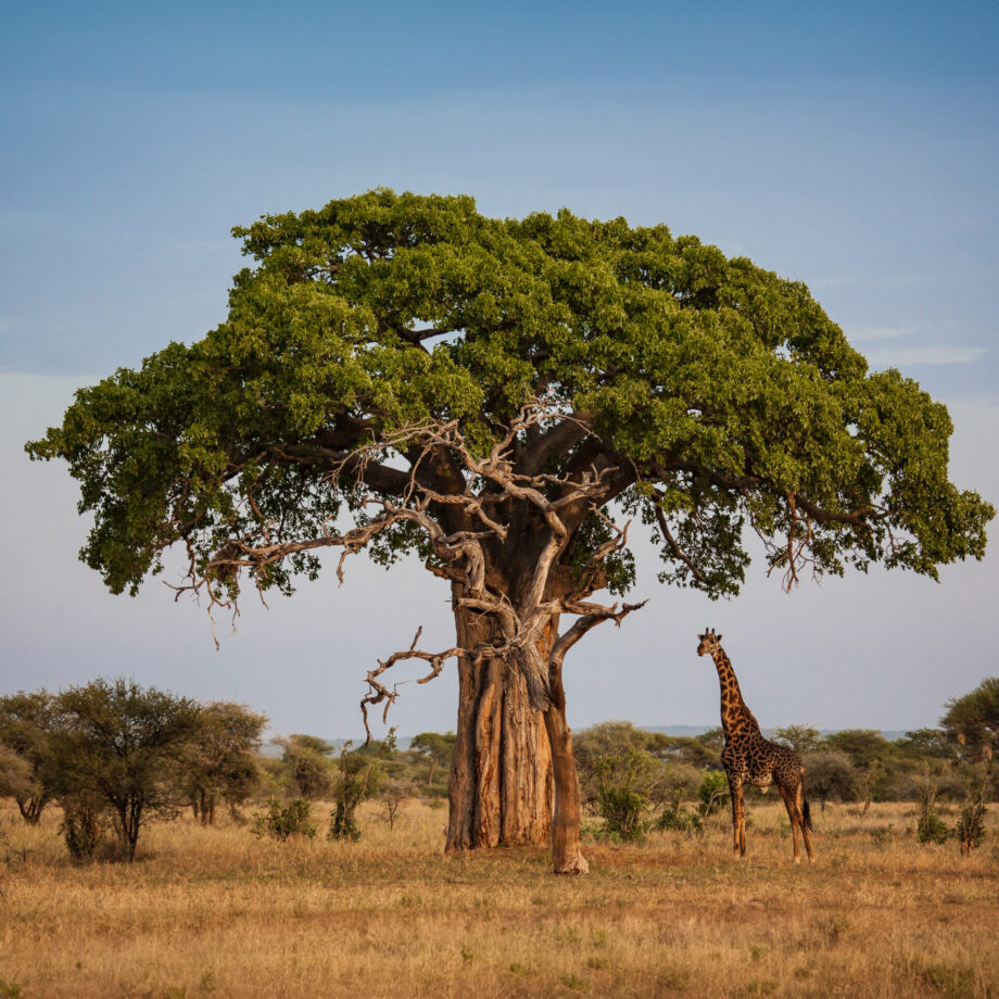 Large Adansonia digitata baobab tree with a giraffe in an African savanna