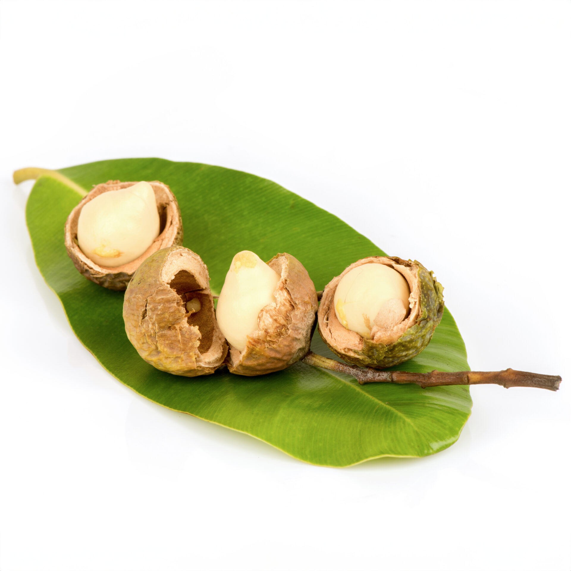 Opened tamanu nuts resting on a green leaf